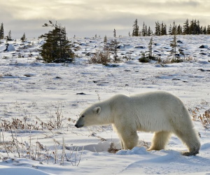 Polar Bears of Churchill Manitoba