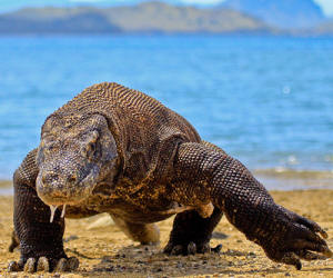 Komodo National Park
