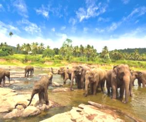 Way Kambas National Park