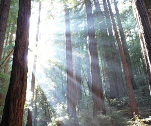 Muir Woods