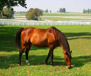 Kentucky Horse Park