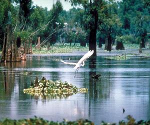 Atchafalaya Basin