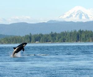 Puget Sound